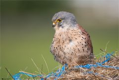 Kestrel