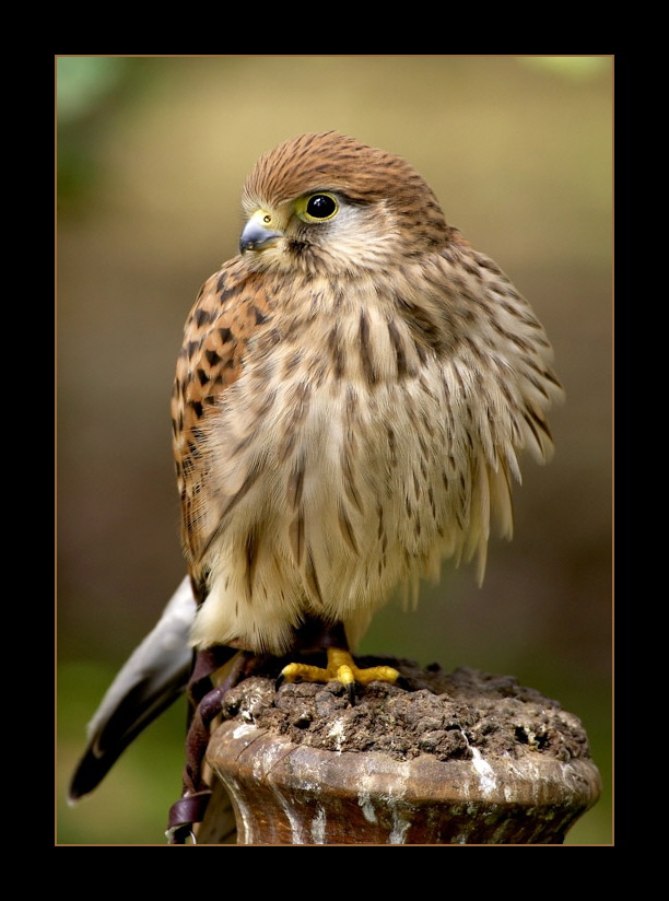 Kestrel