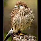 Kestrel