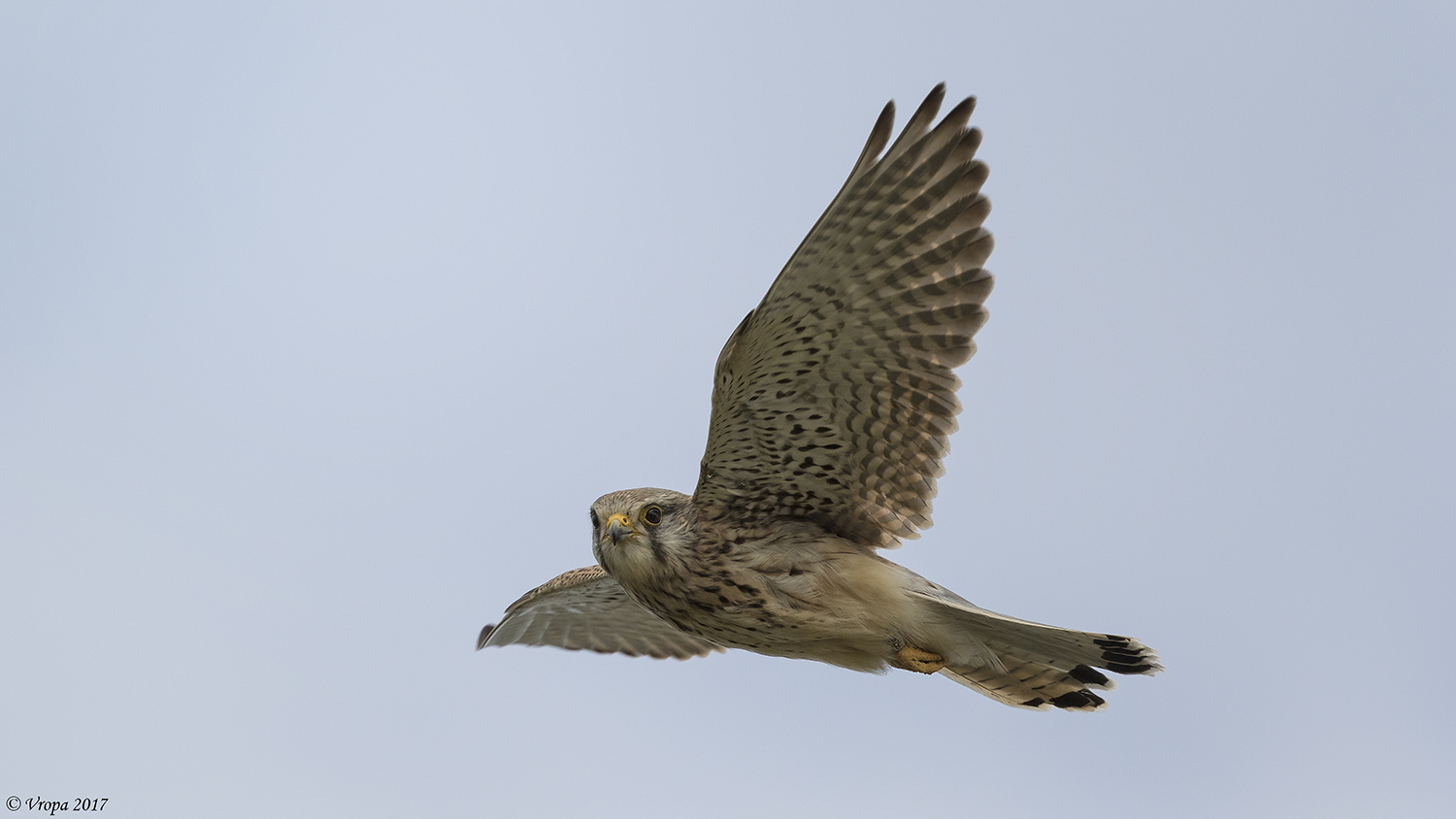 Kestrel: