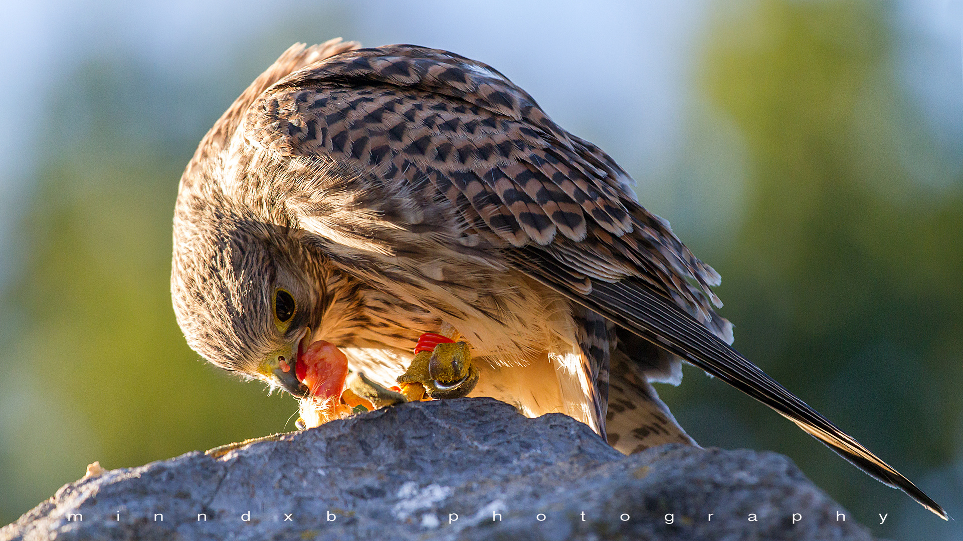 kestrel having lunch