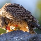 kestrel having lunch