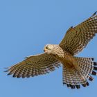 Kestrel in flight