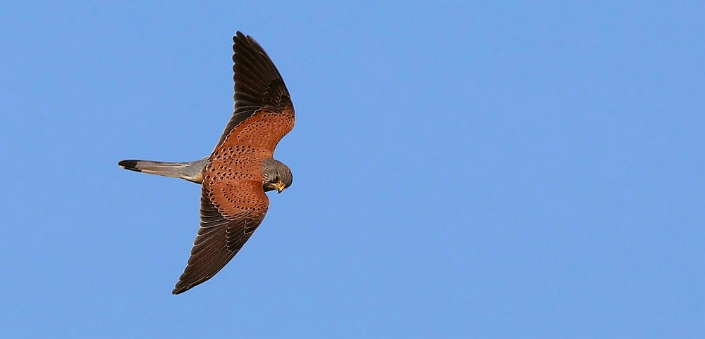 Kestrel in full flight