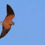 Kestrel in full flight