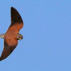 Kestrel in full flight