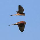 Kestrel on the hunt