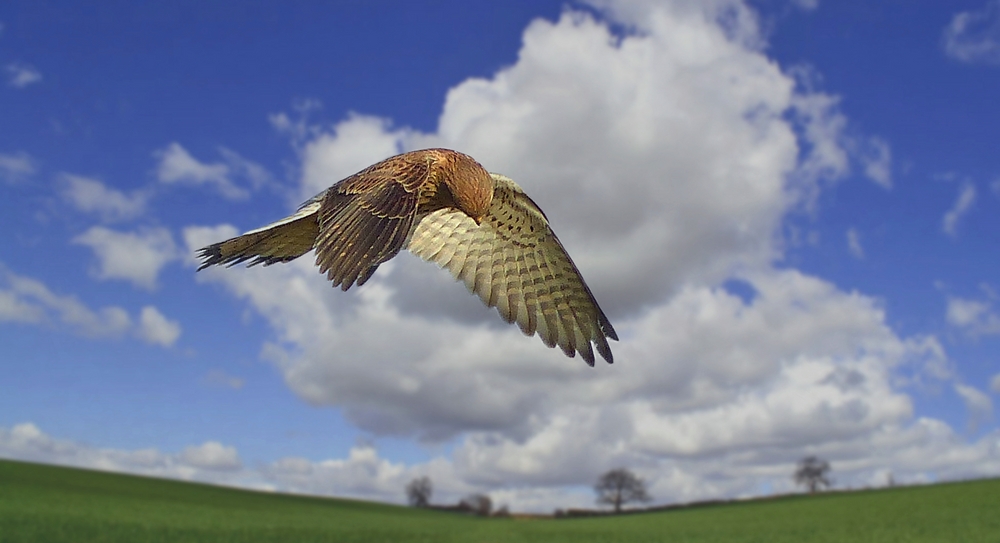 Kestrel on the hunt