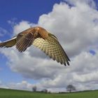 Kestrel on the hunt