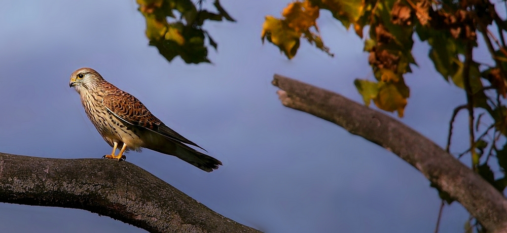 Kestrel on the lookout