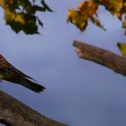 Kestrel on the lookout