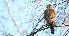 Kestrel on the lookout