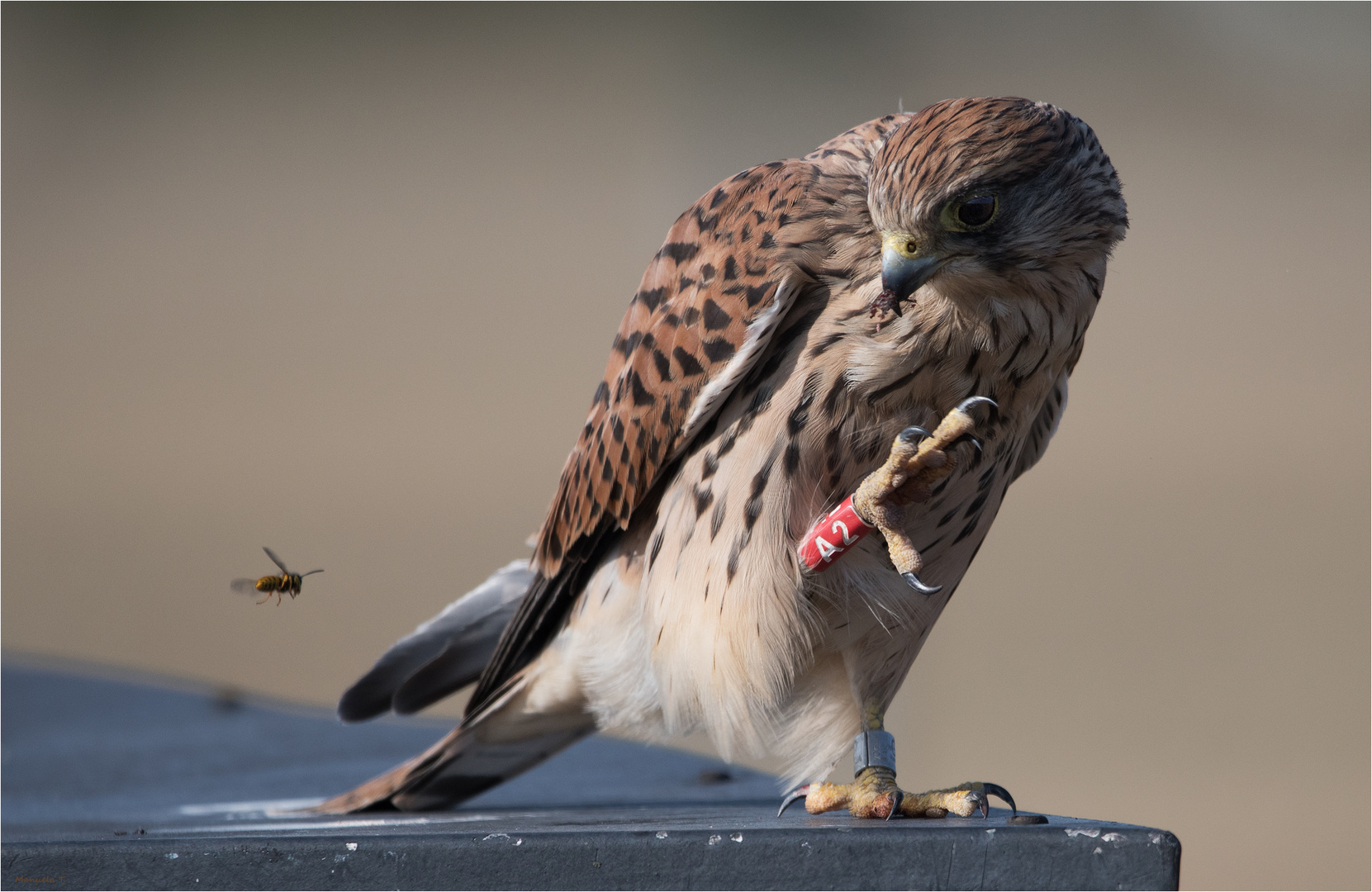 Kestrel preening...