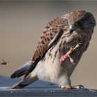 Kestrel preening...