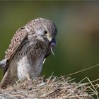 Kestrel with his prey