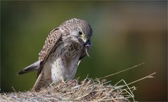 Kestrel with his prey