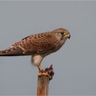 Kestrel with its meal