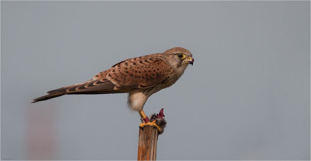 Kestrel with its meal