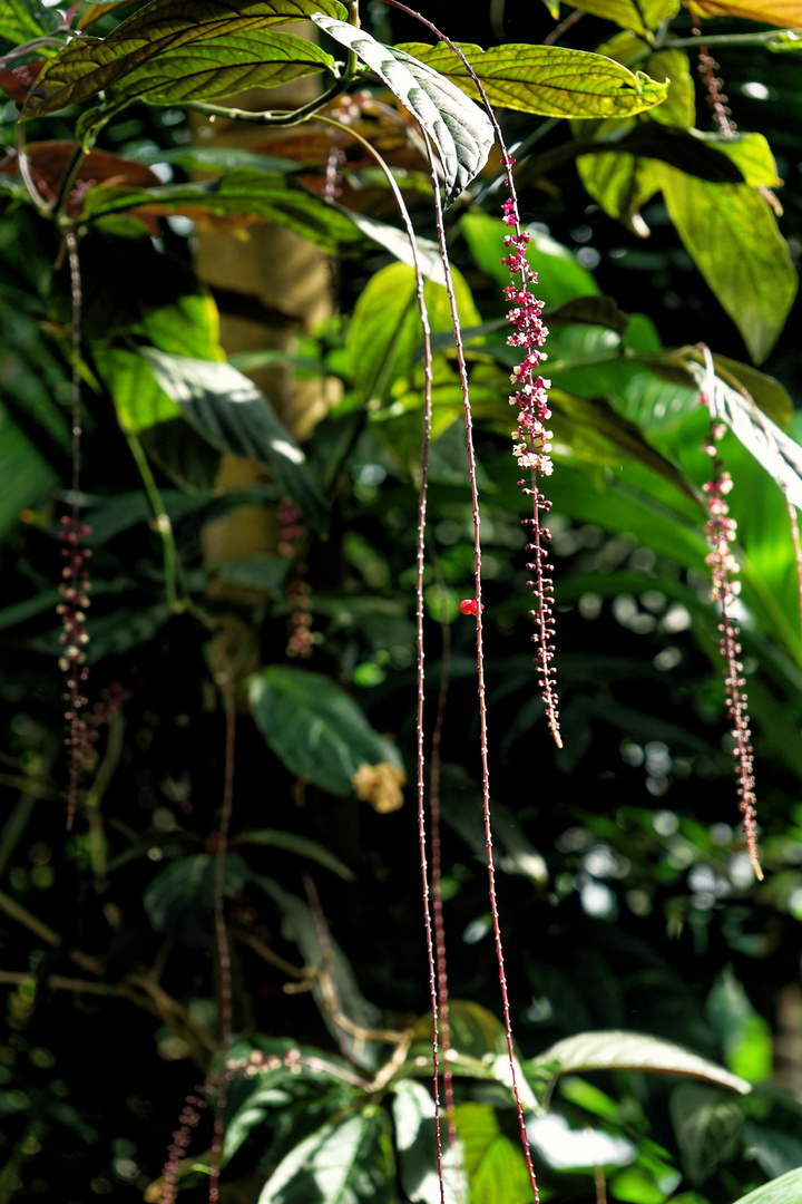 Kette aus Blüten I