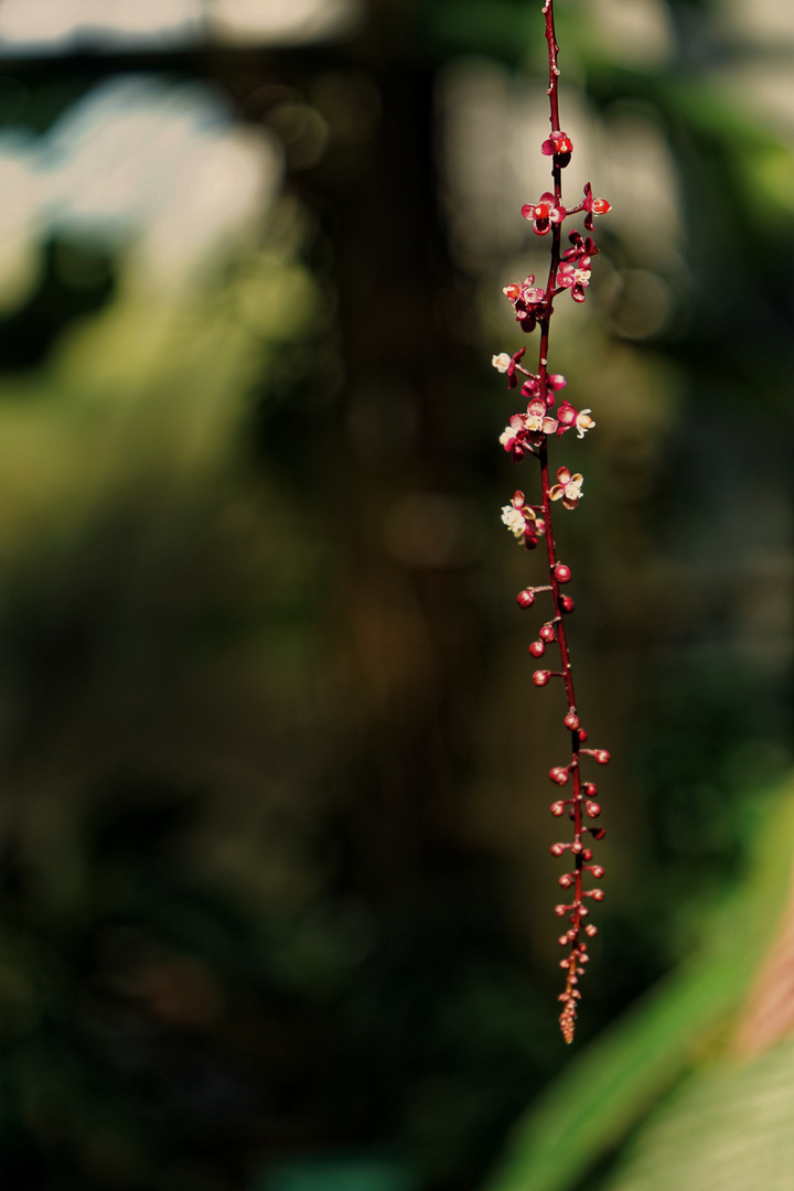 Kette aus Blüten IV