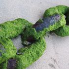 Kette mit Algen im Sand