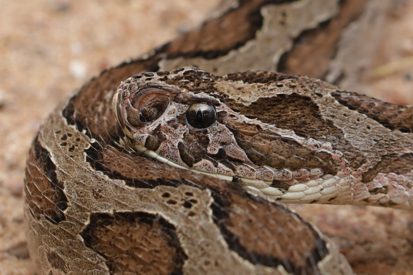 Kettenviper ( Daboia russelii )