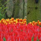 Keukenhof 01