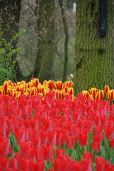 Keukenhof 01