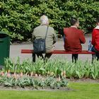 Keukenhof 06