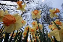 Keukenhof 07