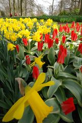 Keukenhof 08