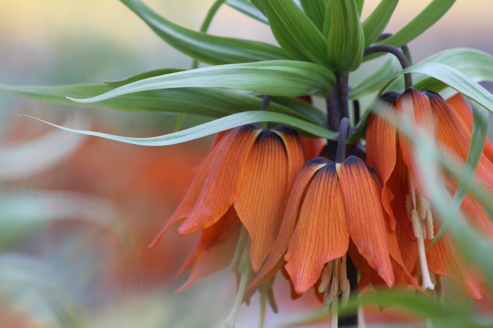 Keukenhof