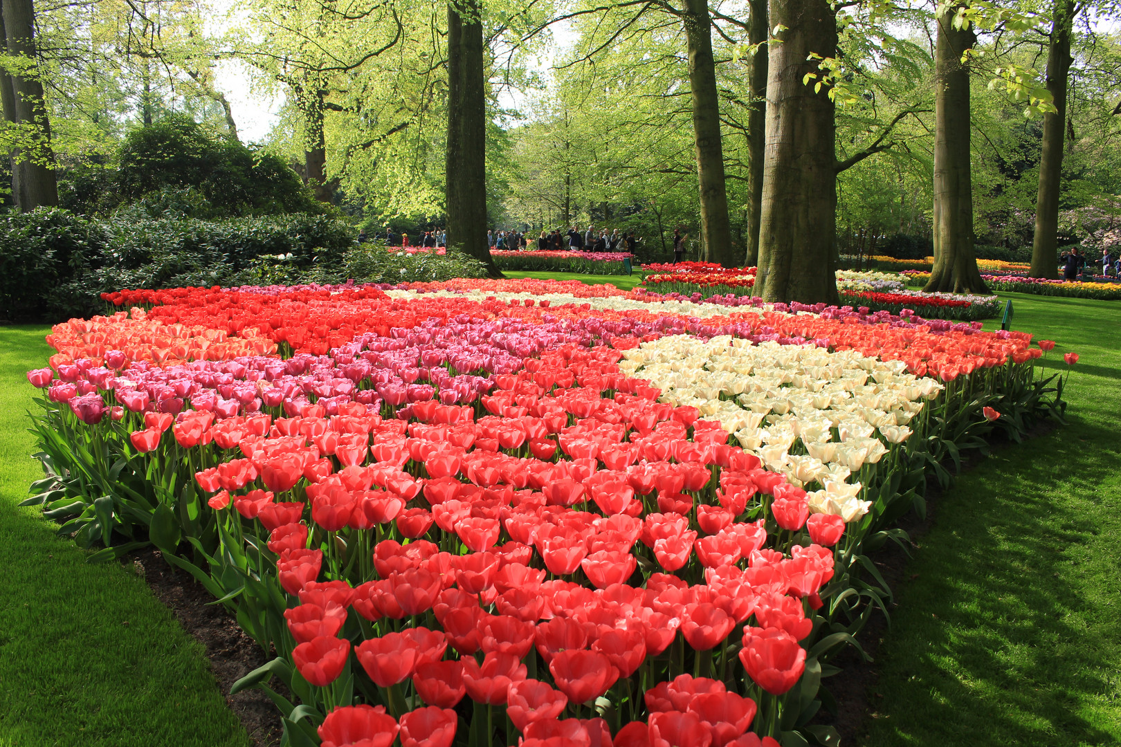 Keukenhof 1