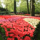 Keukenhof 1