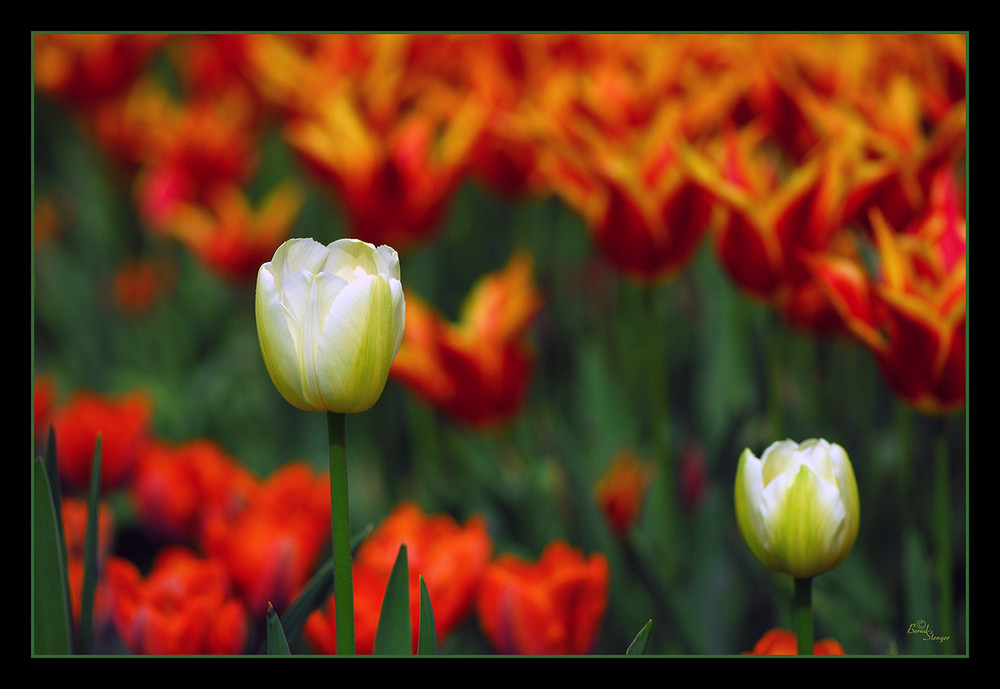 Keukenhof -1