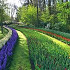 Keukenhof 1