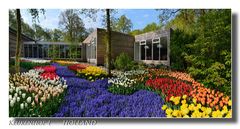 Keukenhof 1 HOLLAND