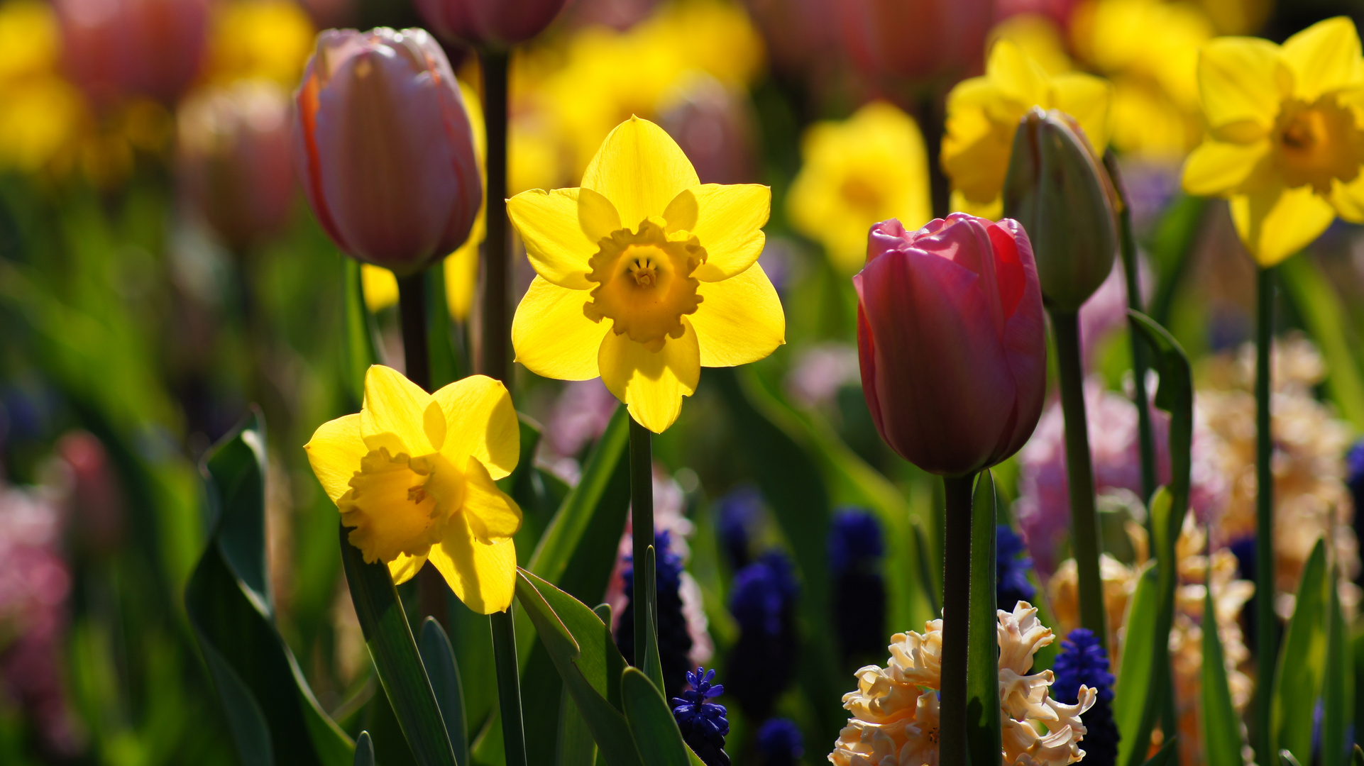 Keukenhof 1 Mai 2013 Bild 2