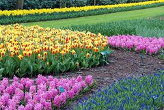 Keukenhof 13