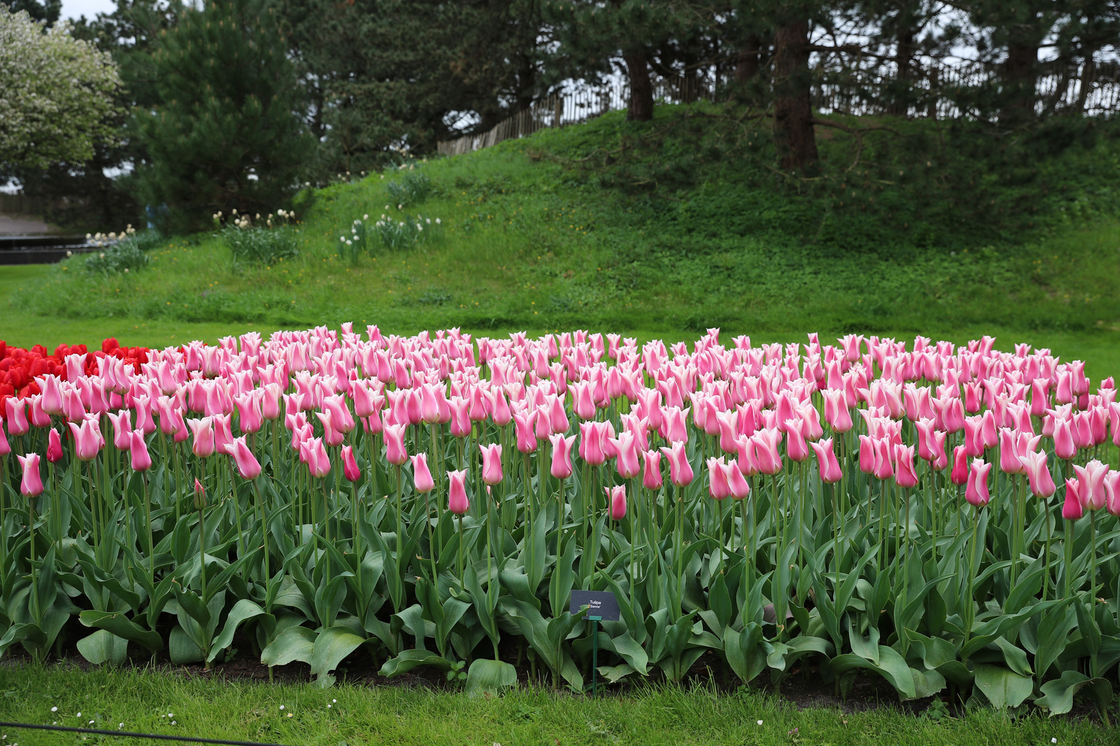 Keukenhof