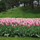 Keukenhof