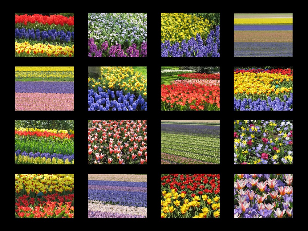 Keukenhof