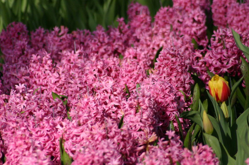 Keukenhof