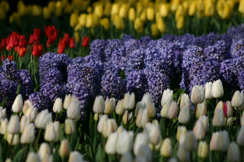 Keukenhof 2