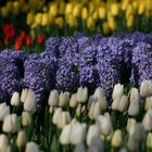 Keukenhof 2