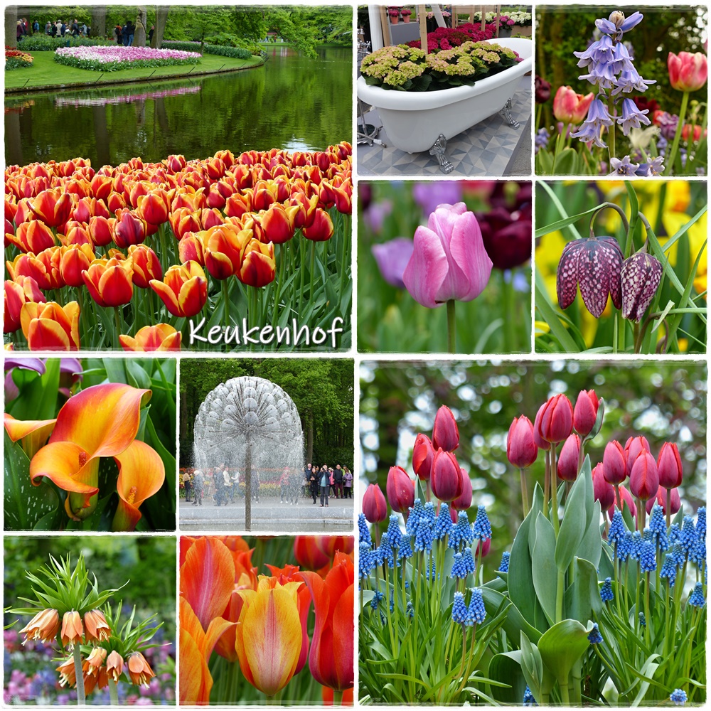 Keukenhof (2)