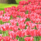 Keukenhof 2