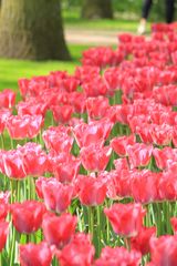 Keukenhof 2