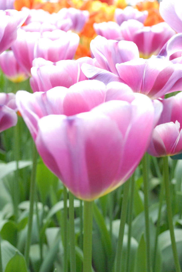 Keukenhof 2010