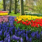 Keukenhof 2011